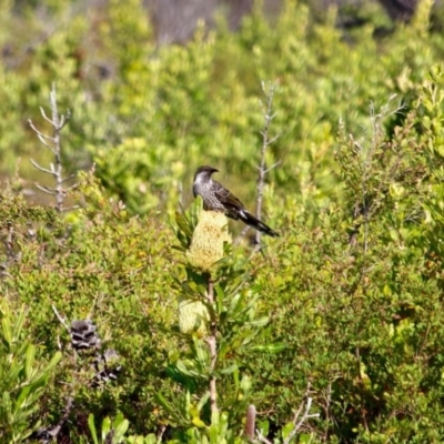 Anthochaera chrysoptera (Little Wattlebird) at Green Cape South - 3 Mar 2018 by RossMannell