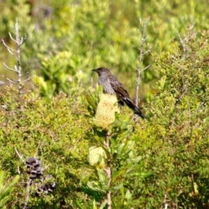 Anthochaera chrysoptera at Green Cape, NSW - 3 Mar 2018