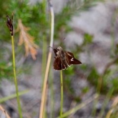 Mesodina halyzia (Eastern Iris-skipper) at Ben Boyd National Park - 3 Mar 2018 by RossMannell