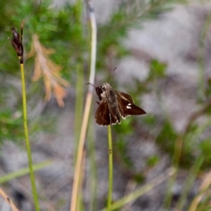 Mesodina halyzia at Green Cape South - 3 Mar 2018