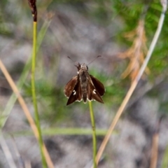 Mesodina halyzia at Green Cape South - 3 Mar 2018