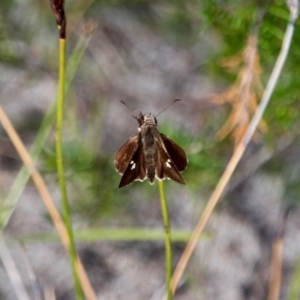 Mesodina halyzia at Green Cape South - 3 Mar 2018