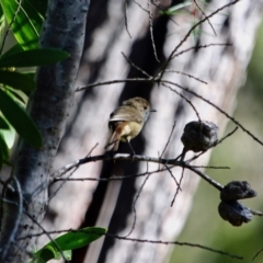 Acanthiza pusilla (Brown Thornbill) at Ben Boyd National Park - 3 Mar 2018 by RossMannell