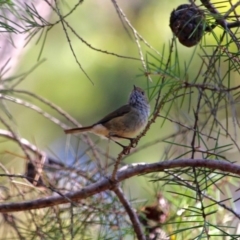 Acanthiza pusilla at Green Cape, NSW - 3 Mar 2018