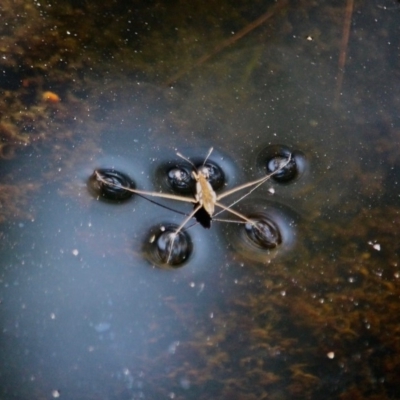 Gerridae (family) (Water strider) at Ben Boyd National Park - 3 Mar 2018 by RossMannell