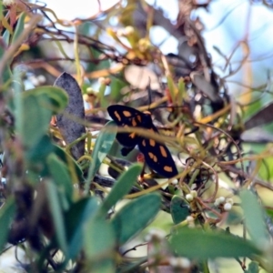 Amata (genus) at Green Cape, NSW - 3 Mar 2018 09:51 AM