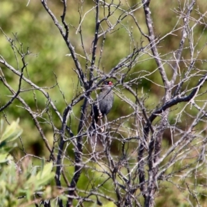 Stagonopleura bella at Green Cape, NSW - 3 Mar 2018 10:23 AM