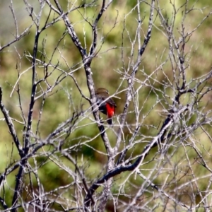 Stagonopleura bella at Green Cape, NSW - 3 Mar 2018