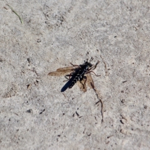 Miltinus viduatus at Green Cape, NSW - 3 Mar 2018