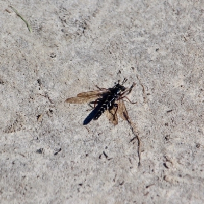 Miltinus viduatus (Mydas fly) at Ben Boyd National Park - 3 Mar 2018 by RossMannell