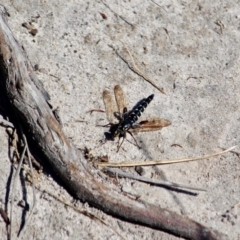 Miltinus viduatus at Green Cape, NSW - 3 Mar 2018 11:00 AM