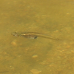 Gambusia holbrooki (Gambusia, Plague minnow, Mosquito fish) at Molonglo, ACT - 18 Feb 2018 by michaelb