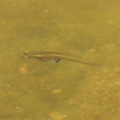 Gambusia holbrooki (Gambusia, Plague minnow, Mosquito fish) at Molonglo River Park - 18 Feb 2018 by michaelb