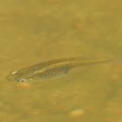 Gambusia holbrooki at Molonglo River Reserve - 18 Feb 2018