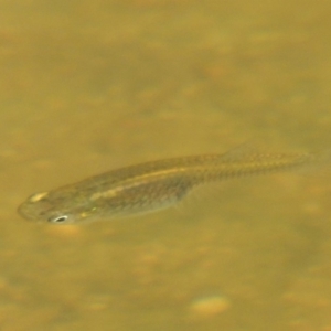 Gambusia holbrooki at Molonglo River Reserve - 18 Feb 2018