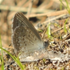 Zizina otis (Common Grass-Blue) at Molonglo, ACT - 18 Feb 2018 by michaelb