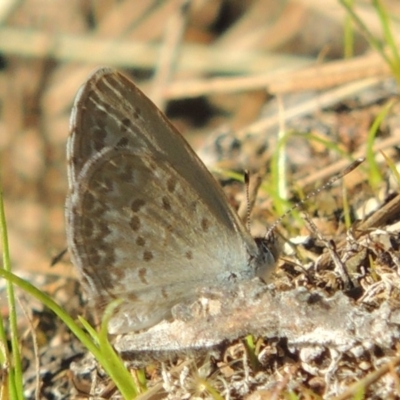 Zizina otis (Common Grass-Blue) at Molonglo River Reserve - 18 Feb 2018 by michaelb