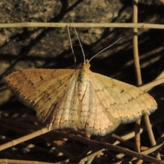 Scopula rubraria (Reddish Wave, Plantain Moth) at Molonglo, ACT - 18 Feb 2018 by michaelb