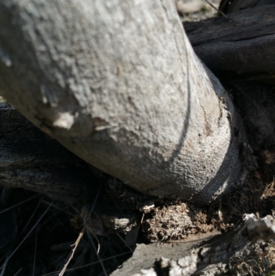 Papyrius nitidus (Shining Coconut Ant) at Jerrabomberra, ACT - 2 Mar 2018 by nath_kay