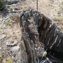 Papyrius nitidus at Jerrabomberra, ACT - suppressed