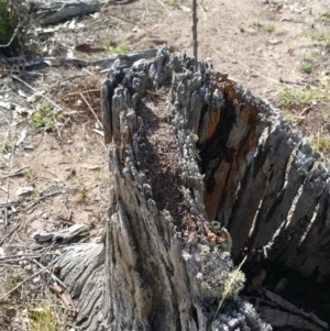 Papyrius nitidus at Jerrabomberra, ACT - suppressed