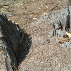 Papyrius nitidus at Jerrabomberra, ACT - suppressed