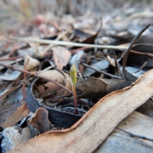 Eriochilus cucullatus at Belconnen, ACT - 6 Mar 2018