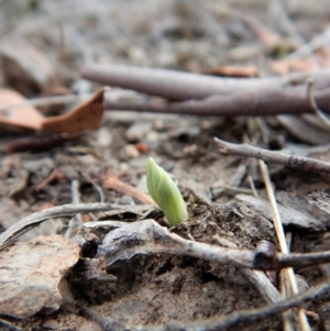 Speculantha rubescens at Aranda, ACT - 6 Mar 2018