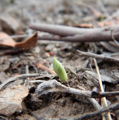 Speculantha rubescens (Blushing Tiny Greenhood) at Aranda, ACT - 5 Mar 2018 by CathB