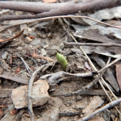 Speculantha rubescens at Aranda, ACT - 6 Mar 2018