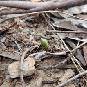 Speculantha rubescens at Aranda, ACT - suppressed