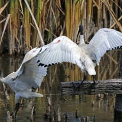 Threskiornis molucca (Australian White Ibis) at Fyshwick, ACT - 6 Mar 2018 by RodDeb