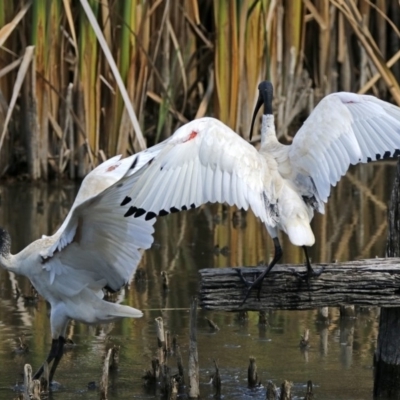 Threskiornis molucca (Australian White Ibis) at Fyshwick, ACT - 6 Mar 2018 by RodDeb