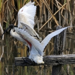 Threskiornis molucca at Fyshwick, ACT - 6 Mar 2018