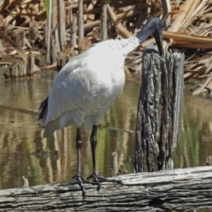 Threskiornis molucca at Fyshwick, ACT - 6 Mar 2018 11:48 AM