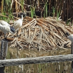 Threskiornis molucca at Fyshwick, ACT - 6 Mar 2018 11:48 AM