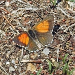 Lucia limbaria (Chequered Copper) at Fyshwick, ACT - 6 Mar 2018 by RodDeb