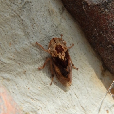 Stenocotis depressa (Leafhopper) at Cook, ACT - 5 Mar 2018 by CathB