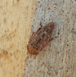 Cicadellidae (family) at Cook, ACT - 5 Mar 2018