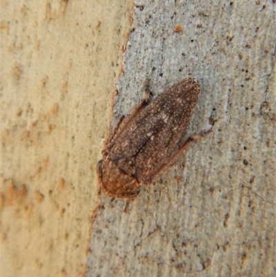 Cicadellidae (family) (Unidentified leafhopper) at Cook, ACT - 5 Mar 2018 by CathB