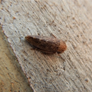 Cicadellidae (family) at Cook, ACT - 5 Mar 2018 03:55 PM