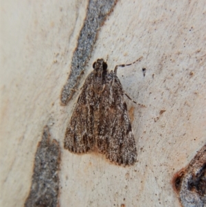 Spectrotrota fimbrialis at Cook, ACT - 5 Mar 2018 04:27 PM