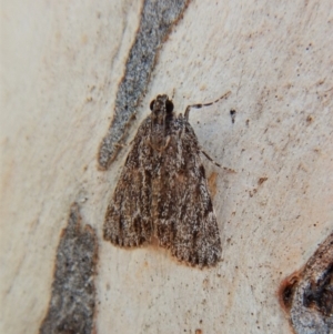 Spectrotrota fimbrialis at Cook, ACT - 5 Mar 2018