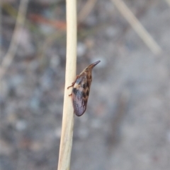 Philagra parva (Beaked spittlebug) at Aranda Bushland - 5 Mar 2018 by CathB