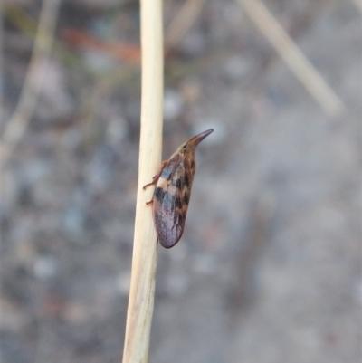 Philagra parva (Beaked spittlebug) at Aranda Bushland - 5 Mar 2018 by CathB