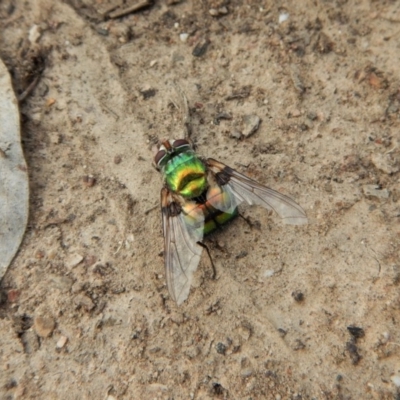 Rutilia (Chrysorutilia) formosa (A Bristle fly) at Aranda, ACT - 6 Mar 2018 by CathB