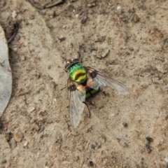 Rutilia (Chrysorutilia) formosa (A Bristle fly) at Aranda Bushland - 5 Mar 2018 by CathB