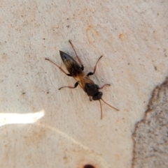 Crabroninae (subfamily) (Unidentified solitary wasp) at Cook, ACT - 5 Mar 2018 by CathB