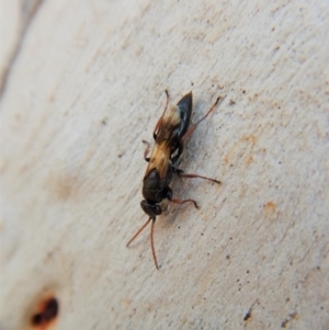 Crabroninae (subfamily) at Cook, ACT - 5 Mar 2018 04:29 PM