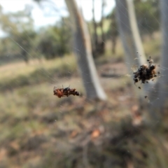 Cyclosa trilobata at Cook, ACT - 5 Mar 2018